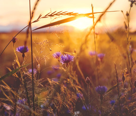 Summer scene with  cornflower in the rays of the setting sun