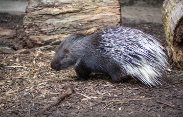 A curious Crested Porcupine.