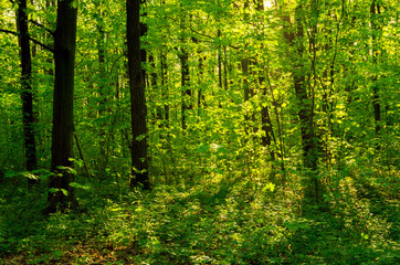 Forest trees. nature green wood sunlight backgrounds