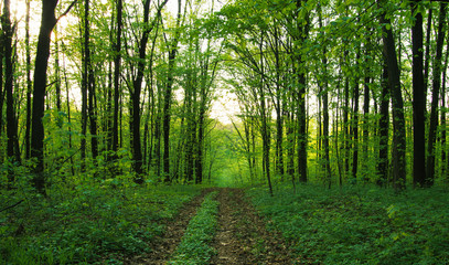 Obraz premium Forest trees. Nature green wood sunlight backgrounds