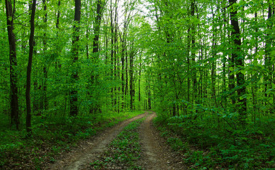 Forest trees. nature green wood sunlight backgrounds