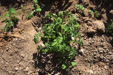 young potato Bush in Russia