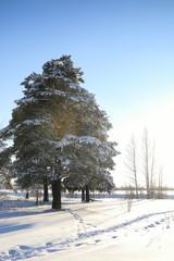pine forest after a heavy snow storm on sunny winter day