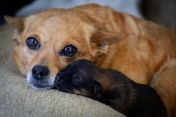 Newborn puppy from mother. The concept of maternal instinct. The problem of stray dogs.