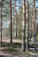 Pine forest in the beginning of spring under the snow. Forest un
