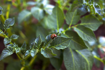 Colorado beetle on a sheet of potato bush in the garden. A dangerous pest for agriculture