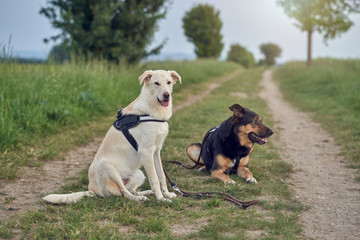 Zwei Hunde sitzen auf dem Feldweg