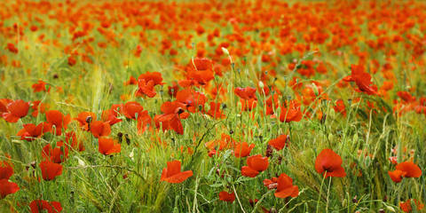 field of red poppies