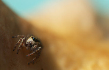 jumping spider on mushroom