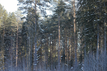 Fototapeta premium Winter forest covered with snow
