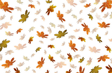 Obraz premium красивые желтые осенние листья на белом фоне 