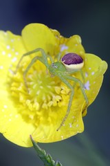 Green crab spider, Diaea dorsata
