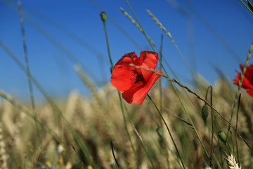 red poppy in a wheat field