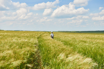 Fototapeta na wymiar child run through the wheat field, bright sun, beautiful summer landscape