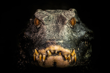 Head of a crocodile (Paleosuchus palpebrosus). Dwarf Caiman. - obrazy, fototapety, plakaty