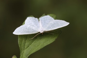 Geometridae moth, Jodis putata