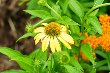 Yellow and Orange Flowers