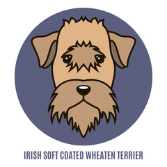 Portrait of Irish Soft Coated Wheaten Terrier. Vector illustration in style of flat