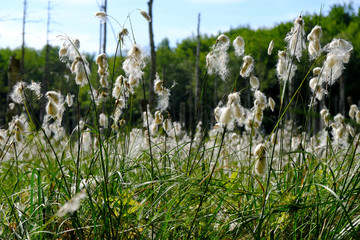 Kwitnąca wełnianka (Eriophorum) na mokradłach © Iwona
