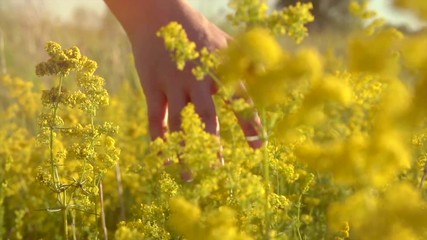 Beautiful young woman walking on field with wildflowers. Female hand touching wild flowers closeup. Enjoying nature. Slow motion. 3840X2160 4K UHD video footage