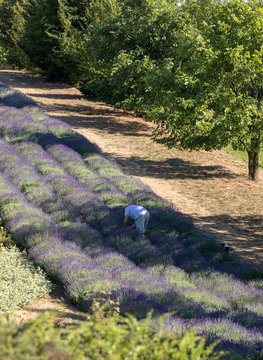 Garden with the flourishing lavender
