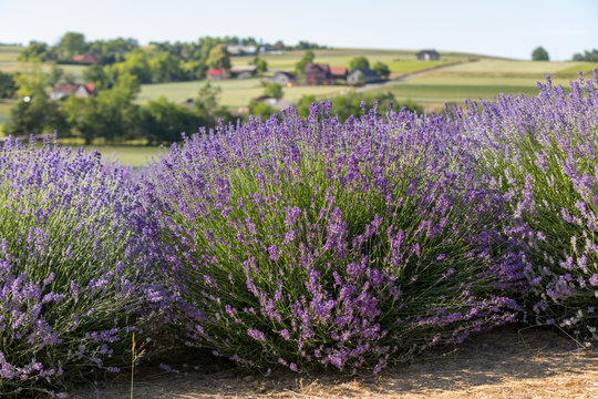 Garden with the flourishing lavender
