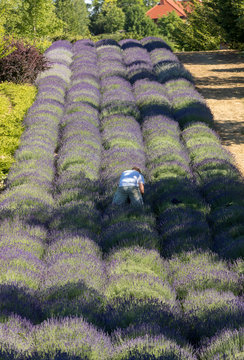 Garden with the flourishing lavender