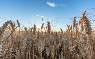 Fototapeta premium getreidefeld