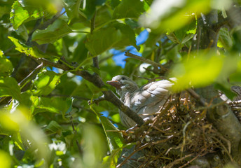 Pigeon chick in a nest in an apple tree in sunlight in summer
