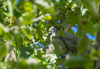 Pigeon chick in a nest in an apple tree in sunlight in summer
