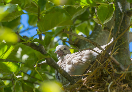Pigeon chick in a nest in an apple tree in sunlight in summer
