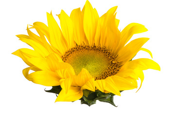 Fototapeta premium sunflower flower isolated