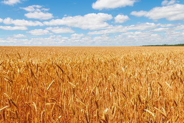 Field of ripe golden wheat