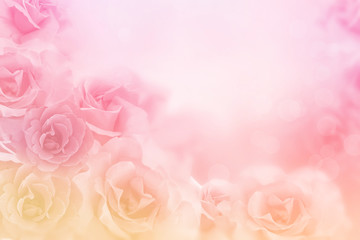 beautiful pink roses flower border on soft background for valentine or wedding card in pastel tone...