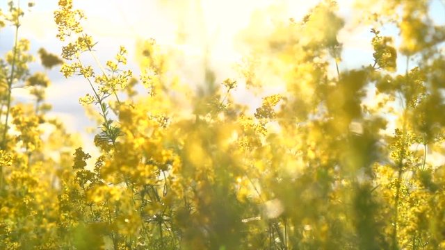 Meadow with blooming yellow wild flowers. Blooming canola field. Rape on the field in summer. Colza. Slow motion 4K UHD video 3840X2160