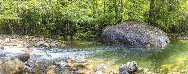 Trees And Creek The Wild