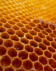 Yellow Honeycomb closeup background