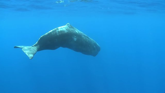 Sperm whale swimming, Physeter macrocephalus - Underwater shot