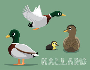 Mallard Cartoon Vector Illustration