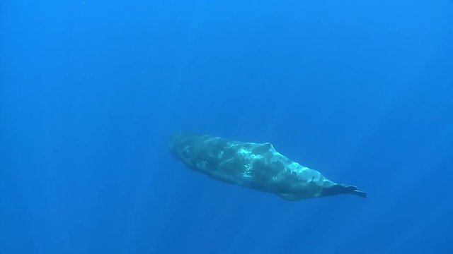 Sperm whale swimming, Physeter macrocephalus - Underwater shot