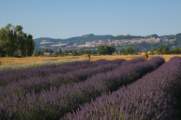 Splendido campo di lavanda nei pressi di Assisi