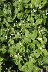 Landscape is summer. Green trees and grass in a countryside land