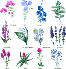 Wildflowers on a white background. Chicory, Lily of the valley, lavender.