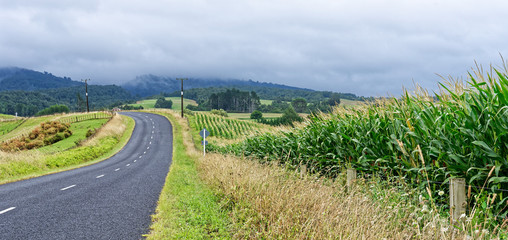 Fototapeta premium Country road in Waikato, New Zealand