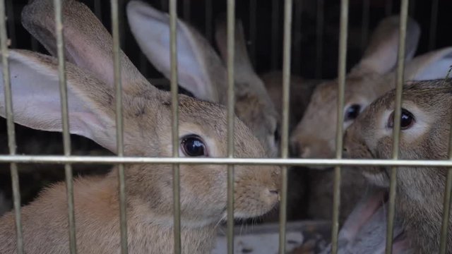 Rabbits in the cage eat grass. Rabbits intended for breeding. They live in the countryside.