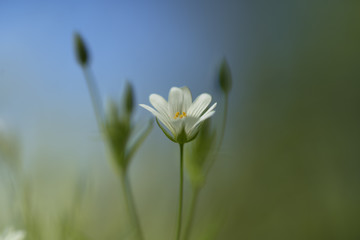 Fototapeta premium Stellaria Holostea (greater stitchwort)
