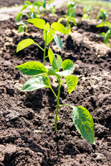 landing a young sweet pepper