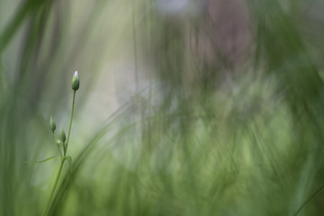 Stellaria Holostea (greater stitchwort)