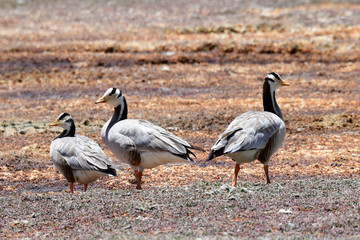 Obraz na płótnie Canvas Mountain geese (Anser indicus) on the shore of the sacred lake Manasarovar in Tibet, China