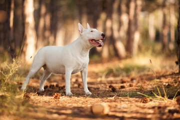 Obraz na płótnie Canvas white dog breed bull Terrier on a walk in the forest beautiful